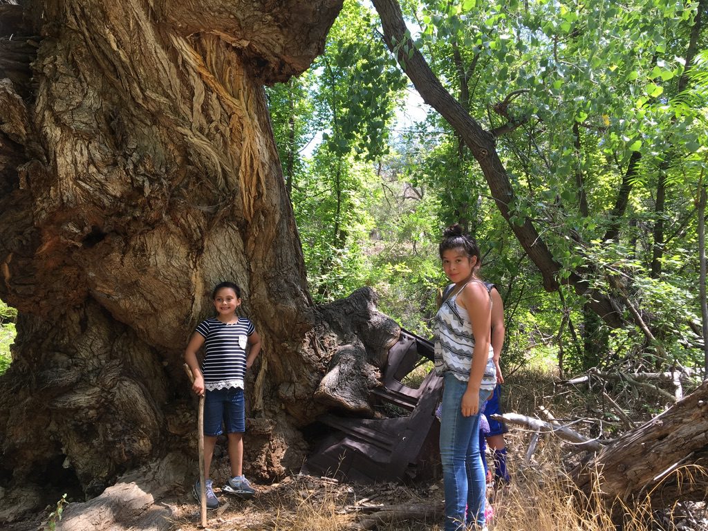 Two boys standing near a large tree with roots exposed in a forest.